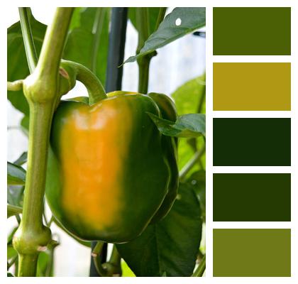 Green Pepper Plant Paprika Image